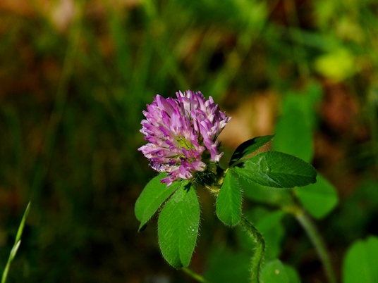 {Trifolium pratense}